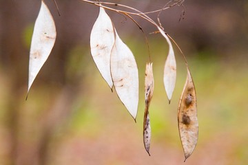autumn, track, tree, leaves, walk