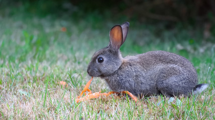 View of a wild rabbit on the gras with carrot peels as food