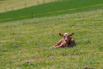 Resting maverick lies on green summer meadow