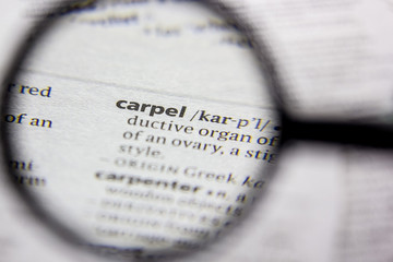 Fototapeta premium Word or phrase Carpel in a dictionary.
