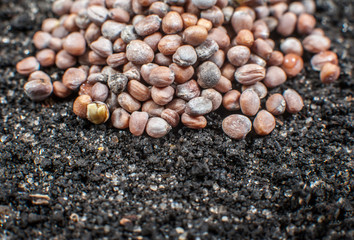 A lot of seeds lie on the ground close-up, copy space