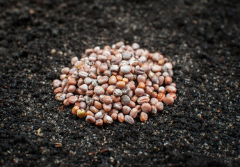 Many small seeds lie on the ground close-up, in the center of the frame