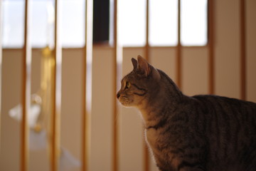 猫と暮らす