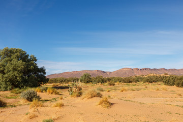 Sahara Desert, green bushes in the sand dunes in the mountains, Morocco, Africa