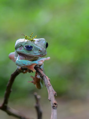 frog on the leaf