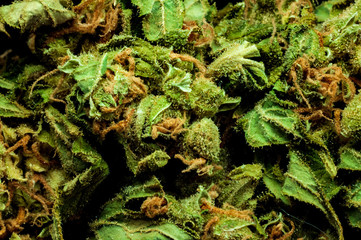 vivid dried resinous cannabis flower macro image