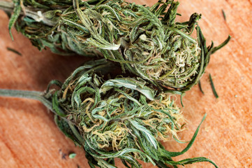 pair of overripe dry cannabis flowers on light-brown surface close up