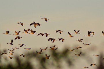 Kraniche im Oderbruch