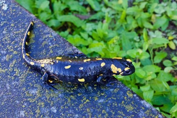 Salamandra dalle macchie gialle