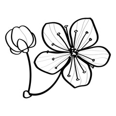 the Sakura flowers. black and white outline drawing. coloring