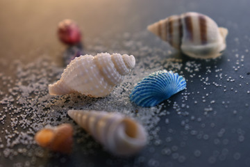 The composition of the seashells with sand