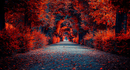 autumn tree alley