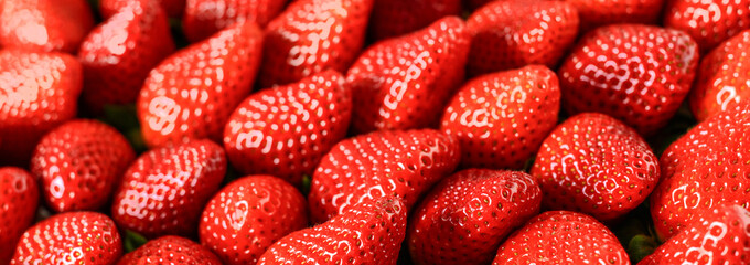 Strawberries red background. Fresh ripe strawberry banner or panorama concept.