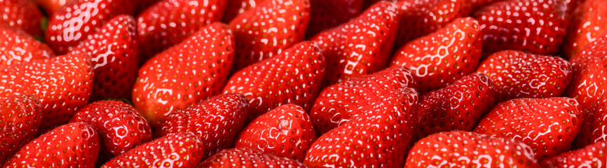 Strawberries red background. Fresh ripe strawberry banner or panorama concept.