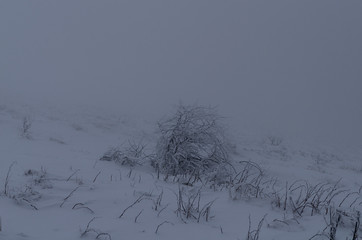 Fototapeta na wymiar Zimowy las Bieszczady połonina wetlińska mgła