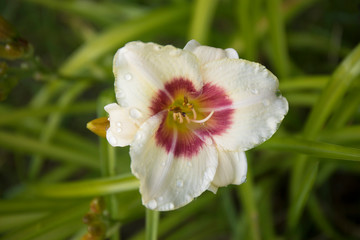 Close up of day lily flower with water drops after rain