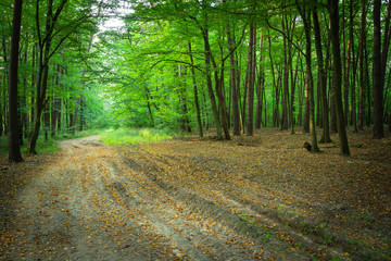 Dry leaves lying on a sandy path through a green forest in Zarzecze, Poland