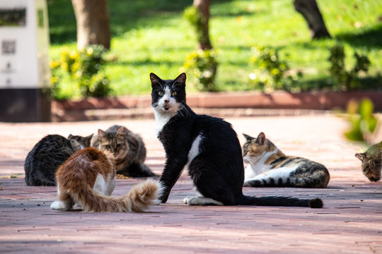 Wild Cats In Cat Sanat Parki , Cat Park In Istanbul, Turkey. Multiple Cats Eating While One Watches The Camera