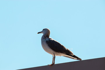 Seagull portrait against the light blue sunny sky. Closeup view of a white bird standing and looking.