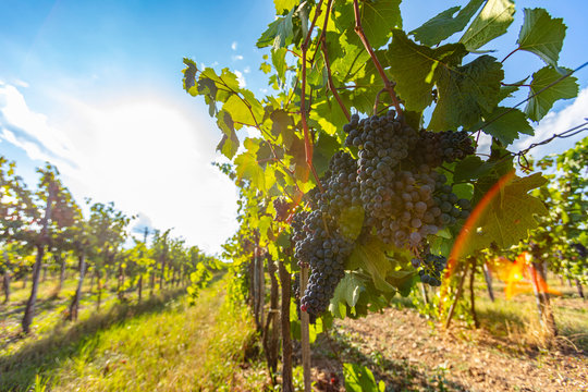 beautiful grapes in green summer vineyards