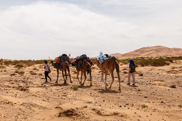 Camels caravan in the sahara desert, camel caravan in sand dunes, Morocco