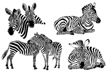 Fototapeta na wymiar Graphical set of zebras isolated on white background, jpg illustration