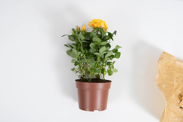 Close-up of yellow rose in the brown pot. View from above.