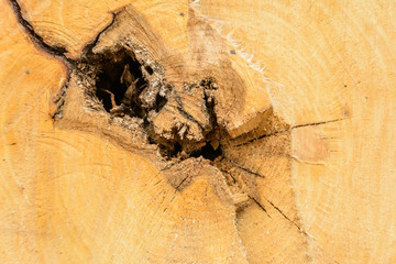 Tree ring log wood. Natural organic texture with cracked and rough surface. Close-up macro view of end cut wood tree section with cracks. Wooden surface.