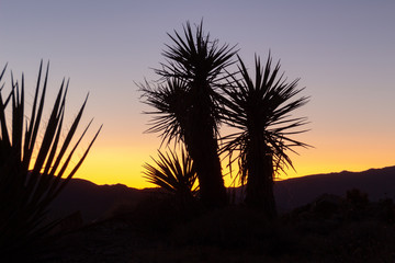 Obraz premium Mojave yucca plant silhuette in the desert with evening sky after sunset in the backround at Joshua Tree National Park, California USA