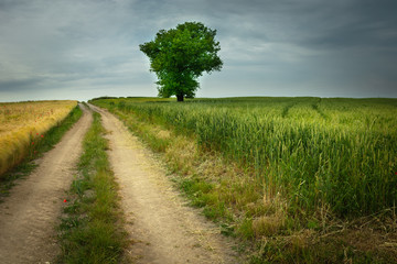 Fototapeta na wymiar Dirt road through fields and a lonely tree to the horizon in Staw, Poland