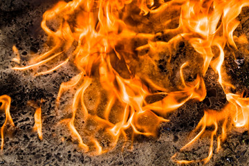 burning felled trees