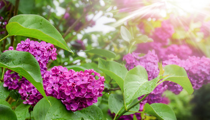 Spring branch of violet lilac blossoming. Fresh beautiful flowers tree.