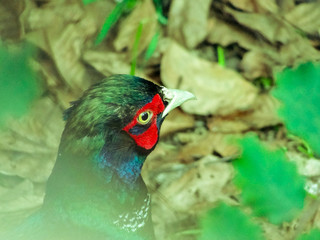 Beautiful chicken on the garden.    