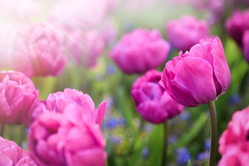 Violet flowers background in beautiful blossom garden. Top view photo with sunny llight. Peony ultra pink flower.