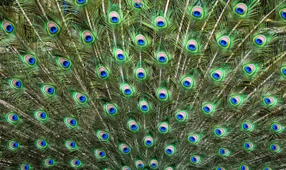 Wandaufkleber Peacocks pattern or texture. Colorful and Artistic peacock feathers banner or panorama.. © Milan