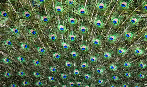 Peacocks pattern or texture. Colorful and Artistic peacock feathers banner or panorama..