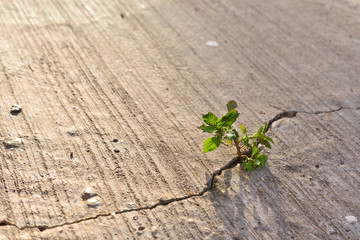 Small plant tree growing on cracked street