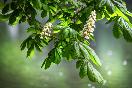 Blossoming chestnut tree in spring detail. Beautiful green twig or leaves and flowers with blur bokeh background.