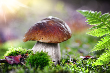 Beautiful boletus edulis mushroom in amazing green moss. Amazing old magic forest mushrooms background. White mushroom collection.