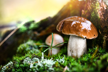 Beautiful boletus edulis mushroom in amazing green moss. Amazing old magic forest mushrooms background. White popular mushroom collection.