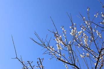 梅の花と青空