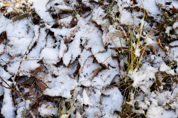  Frost on grass and leaves in nature