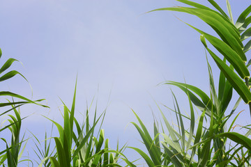 Lush green leaves against blue sky