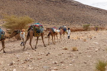 Camels caravan in the sahara desert, caravan goes along the stone desert along the mountains, Morocco