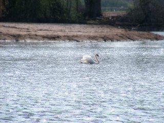 Lone swan on the water