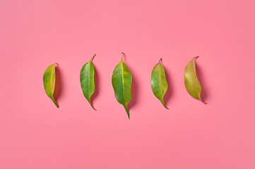Row of scattered fresh green healing leaves collected from bush in forest on pink background. Top...