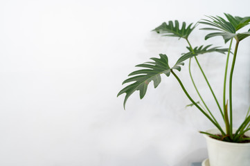 Monstera tree with white wall background