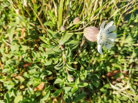 Flower Of Bladder Campion Or Maidenstears