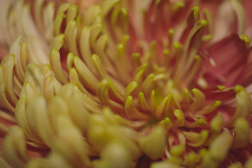 Dahlia flower up close