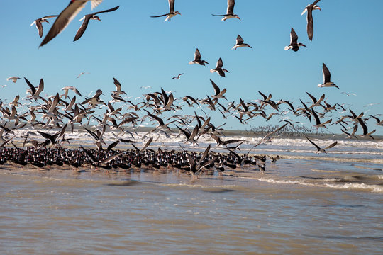 Flying Black Skimmer Terns Rynchops Niger